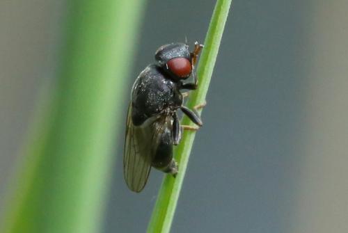 Lipara sp.
